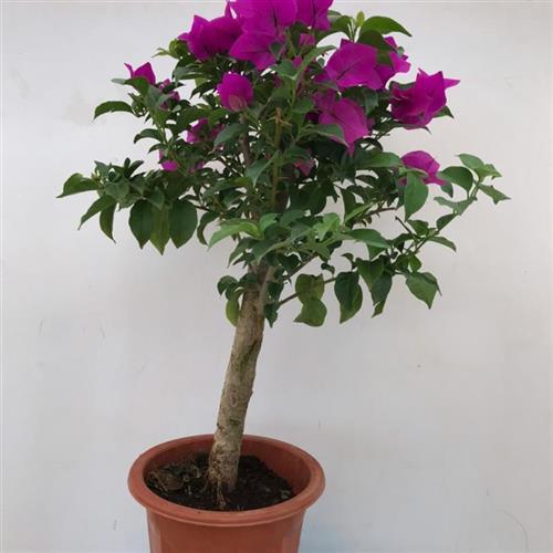 木本花卉阳台盆栽九重葛xy四季三角梅非常容易带花苞安格