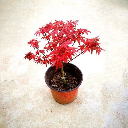 梦动红枫盆景老桩红舞姬盆景中国红枫树苗盆栽四季红室内庭院种植耐寒