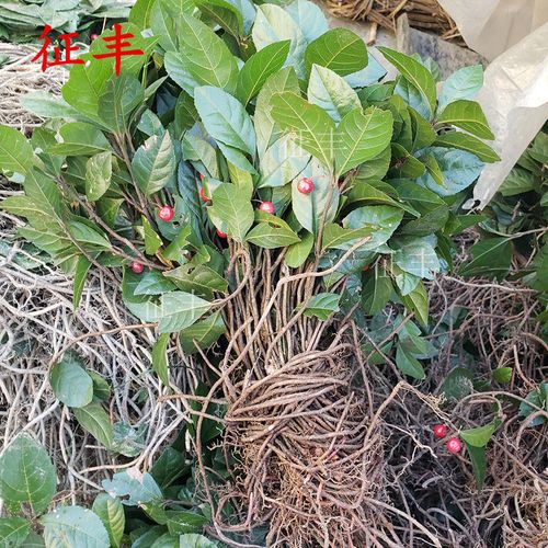 2021新货 整株新鲜晒干矮地茶 叶底珠平地木叶下红不出林千年不大