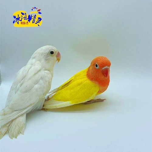 冰海精灵 鸟活物牡丹鹦鹉活体虎皮鹦鹉玄风中小型宠物鸟手养说话观赏