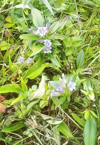 云南新鲜龙胆草 草龙胆 苦龙胆 胆草  龙胆草新鲜全草包邮500克