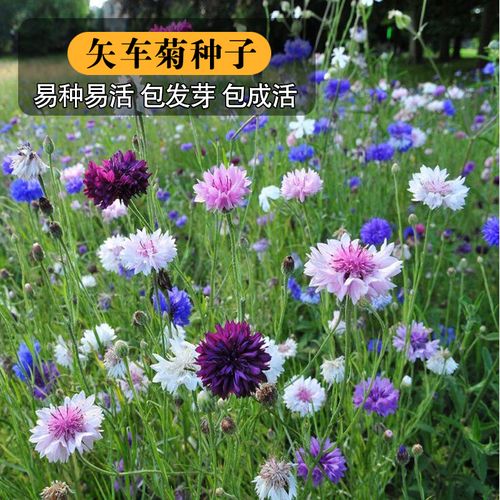 矢车菊种子花种子四季种易活花籽耐寒蓝芙蓉种子庭院室外花种籽子
