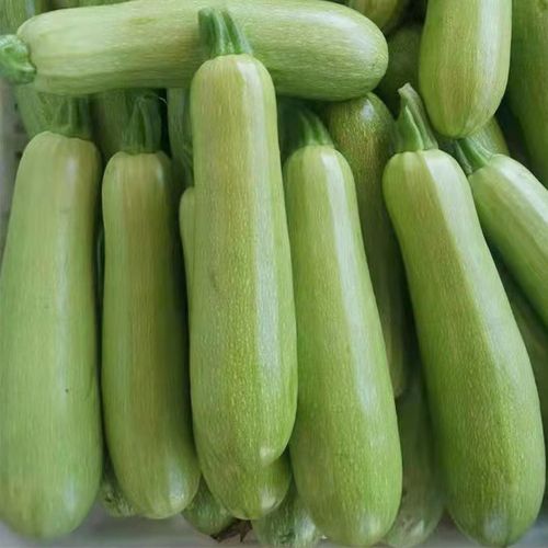 新鲜青圆西葫芦新鲜批发10斤一整箱三月瓜云南小白瓜3斤5斤 5斤