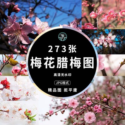 梅花腊梅壁纸高清2k4k精选合集摄影海报广告背景图片平面设计素材