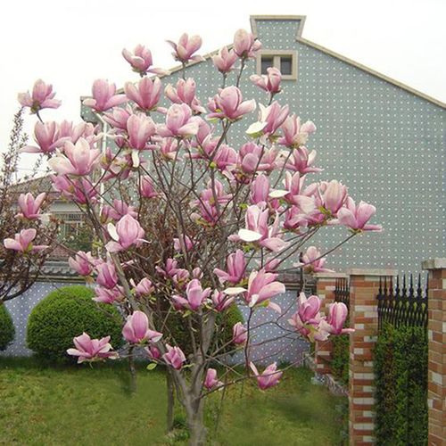 庭院物紫玉兰花树南方北方种植木红玉兰白玉兰紫耐寒绿化