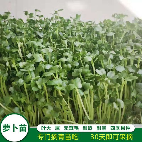 萝卜菜种子 萝卜苗蔬菜种籽 阳台盆栽四季易种芽苗菜生长快口感鲜