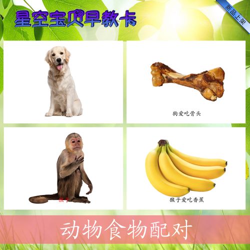 什么吃什么 动物食物配对认知卡自闭症训练卡片aba