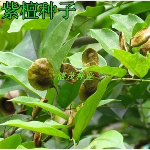 新采紫檀种子名贵小叶紫檀种子大叶紫檀种子印度紫檀种子林木种子