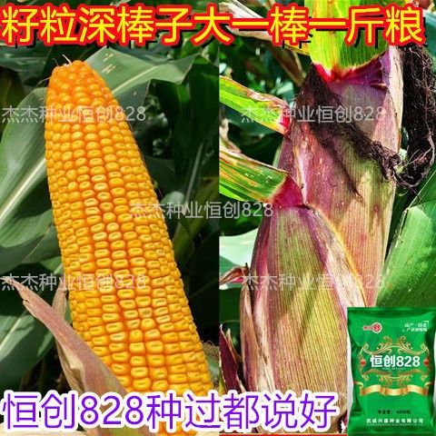 玉米种子矮杆大棒国审红轴正品紫杆紫叶玉米南方北方苞米抗虫