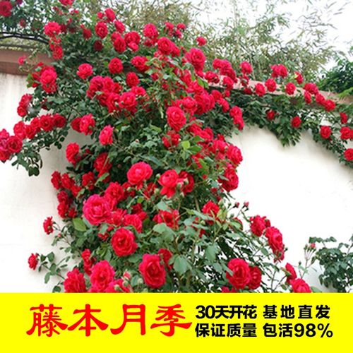 【多年生藤本月季】藤本月季爬藤植物月季花蔷薇花卉盆栽四季开花植物