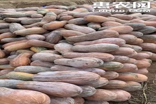 8/斤  海南蜜本南瓜