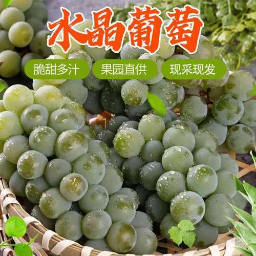 【顺丰空运】现摘水晶葡萄云南香水葡萄3-5斤新鲜当季孕妇水果非青提