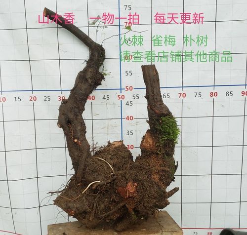 山木香老桩盆景  小果蔷薇红刺藤 嫁接月季玫瑰 庭院种植