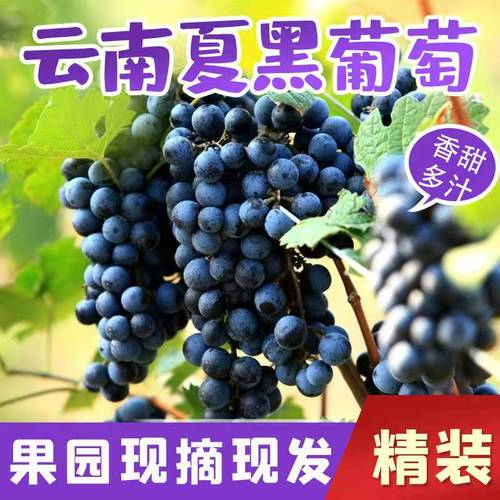 云南夏黑葡萄小粒新鲜当季现摘现发蓝莓葡萄无籽黑提新鲜水果