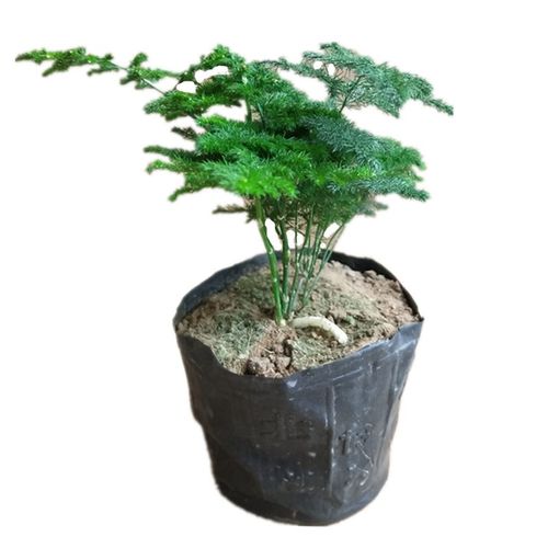 唐山矮生文竹云j竹盆栽雾竹苗绿植植物办公室桌面花卉盆景