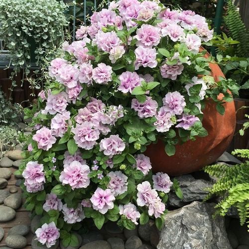 (开花机器)重瓣矮牵牛冰淡紫花苗盆栽 垂吊阳台易养 多年生花卉【4月