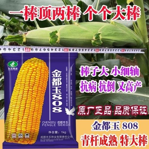 壮玉808高产大棒杂交玉米种子高产云南正大808玉米种子包谷种子