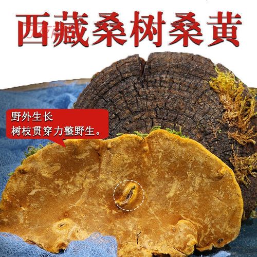 有仁堂西藏野生桑黄正宗西藏桑树桑黄野生金边桑黄灵芝桑黄泡酒水 25