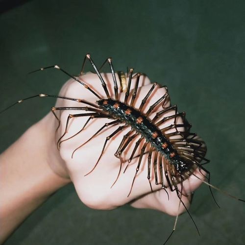 火山蚰蜒爬虫宠物昆虫盗墓笔记里的怪兽大型蚰蜒不咬人凶猛宠物活【15