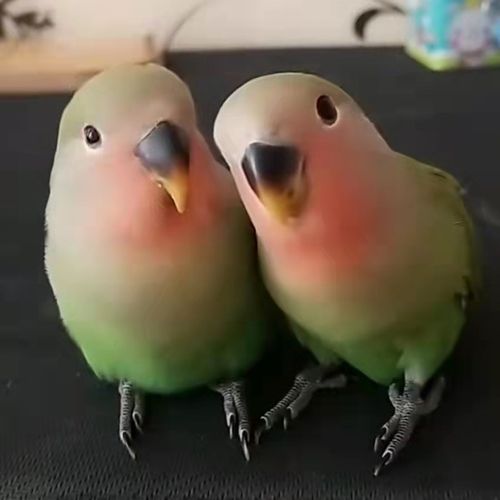 牡丹鹦鹉活体爱情鸟绿小太阳活物说话鸟鹦鹉鸟彩色鸟活体黄桃绿桃黄金