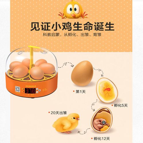 教小鸡孵蛋器小型器童智能孵化儿鸡蛋自蛋机全y孵动孵化机