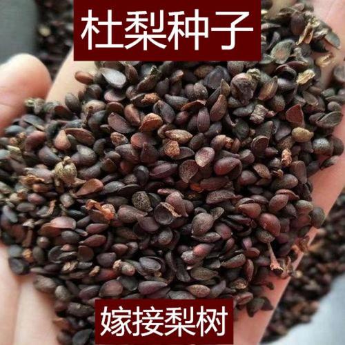 新采杜梨种子 棠梨树种子小粒海棠梨野梨子土梨 嫁接品种梨树砧木杭情
