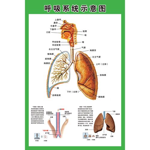 呼吸系统示意图医院人体解剖图肺部呼吸系统海报画