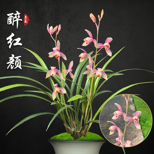 醉红颜兰花苗建兰盆栽室内阳台四季兰草名贵浓香花苞好养花卉绿植