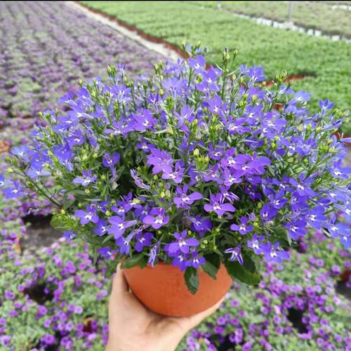 六倍利半边莲翠碟花卉盆栽苗庭院阳台植物花期长带花苞