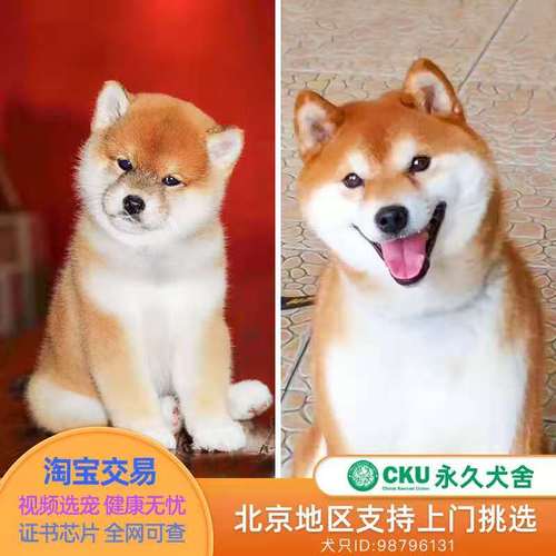 北京纯种柴犬幼犬宠物狗活体日本豆柴公母cku赛级双血统赤黑色