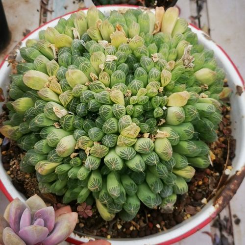 精品多肉   紫姬玉露 宝草玉露锦 樱水晶   黄金凝脂菊  玉露系列