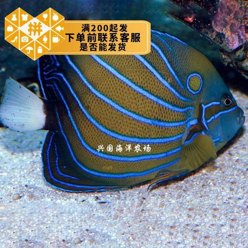 白尾蓝环神仙 蓝纹神仙成年海水鱼活体海缸观赏宠物快递发货包活
