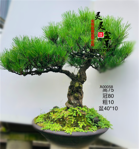 日本黑松树桩大阪松黄杨茶花小叶紫檀造型盆景四季
