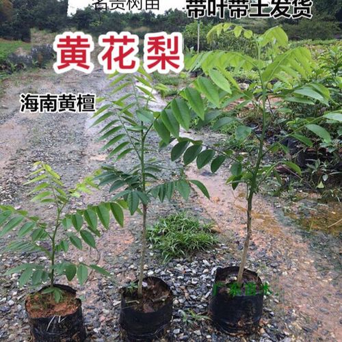 正宗海南黄花梨树苗名贵小苗黄花梨黄檀木降香黄檀带叶子带土发货