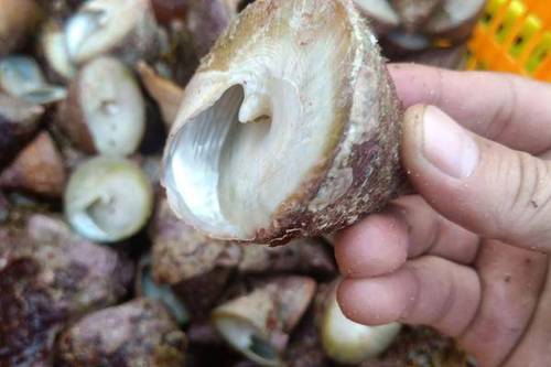 5/斤 花螺 白面螺