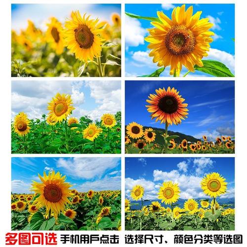向阳花太阳花向日葵自然风景海报贴画制作唯美花卉风景家居装饰画