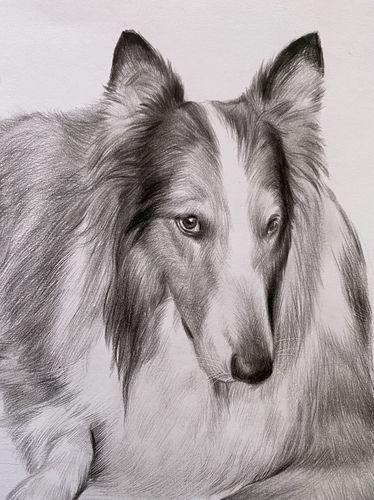 动物画像阿猫阿狗画像定制素描画像彩铅动物画