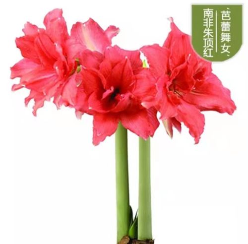 现货 朱顶红 多花重瓣【芭蕾舞女】2021荷兰进口种球 花在云间