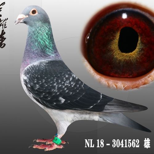 信鸽,杨阿腾"怪眼雄",实战种鸽,后代多羽鸽王冠军等优秀鸽系