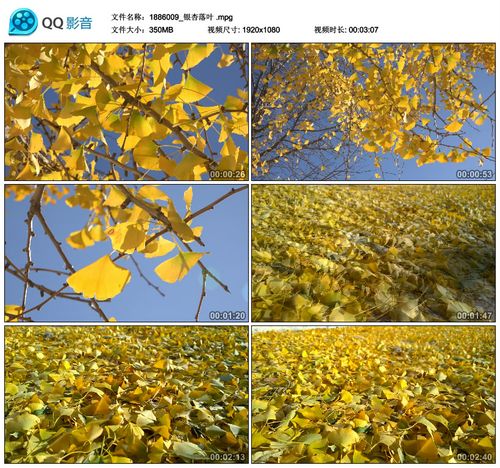 银杏落叶秋天秋风吹落银杏黄叶蓝天美景满地落叶实拍视频素材