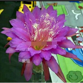 令箭荷花昙花大花重瓣品种带根苗红黄紫粉白多色花卉绿植盆栽z1 紫姬