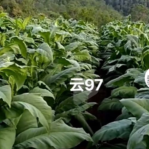 烟草种子烤烟烟草国际名烟种子云烟99云烟87老品种发芽率高大田种
