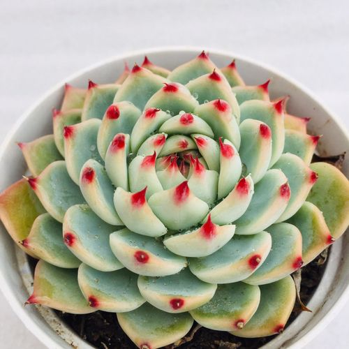 【吉娃娃】春城多肉 基地直销露养多肉吉娃娃单头