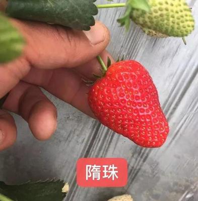 85/株 隋珠草莓苗 早熟草莓苗 甜度高 果实耐贮运