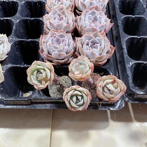 无土克罗地亚玫瑰