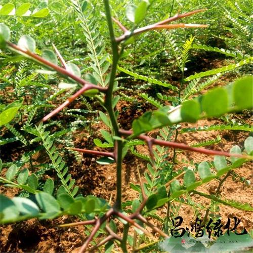 皂荚树苗大刺皂角皂角树绿化盆栽地栽皂角庭院皂角苗包邮