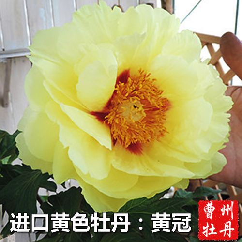新黄冠盆丹木苗正黄色牡丹大花花本花卉室内牡栽阳台x庭院容易种