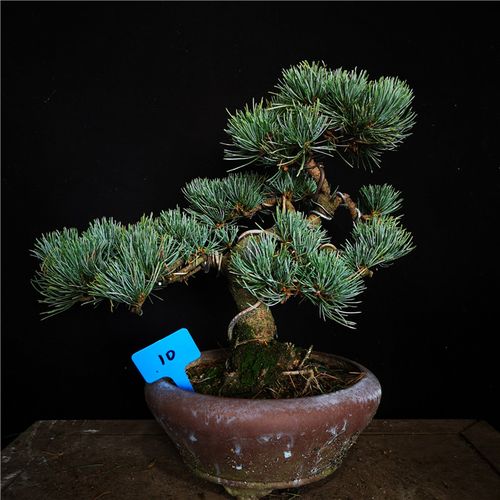 精品日本宫岛大阪松矮霸大阪松盆景盆栽绿植实物一拍一物