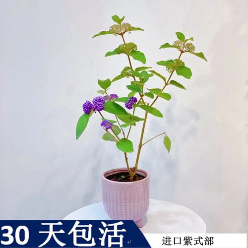 一朵家微小型掌上盆景素材日本进口紫珠紫式部扦插苗室内绿植盆栽
