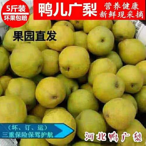 鸭广梨渣子梨疙瘩梨鸭儿广梨新鲜稀有梨子水果5斤广梨现摘现发